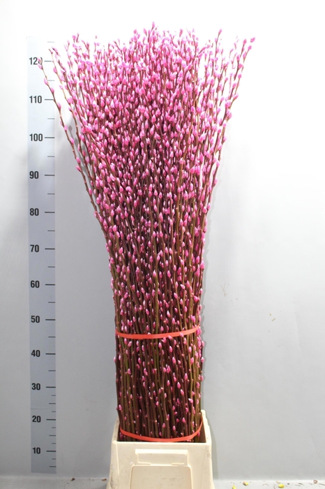 <h4>SALIX  SN FLA KLB H%</h4>