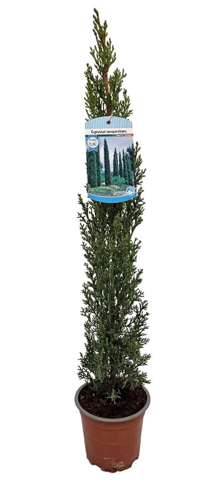 <h4>CUPRES SE TOTEM</h4>