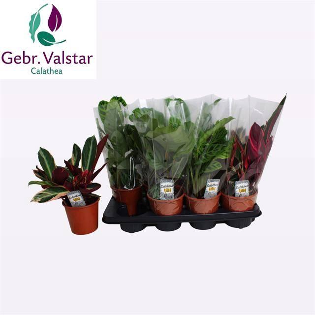 <h4>CALAT GEM 3 SRT</h4>