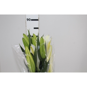 LIRIO CASTELLANI 080 CM HT 3/5 FLS