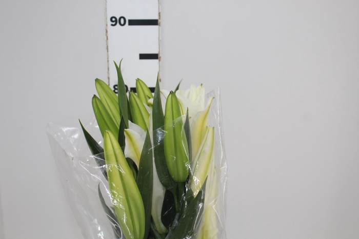 <h4>LIRIO CASTELLANI 080 CM HT 3/5 FLS</h4>