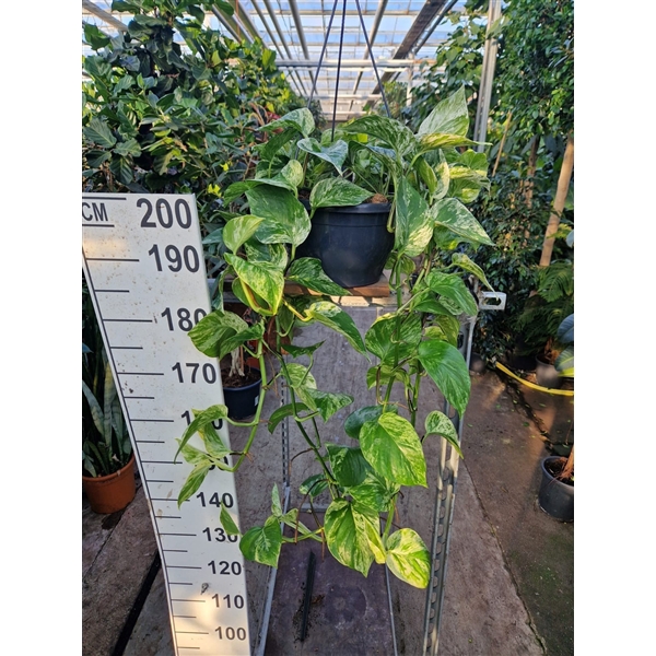 <h4>Epipremnum Marble Queen hangplant</h4>