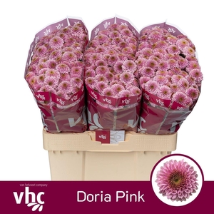 Chr San AAA Doria Pink