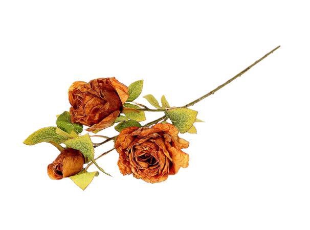 Branch Rosa Horta L66