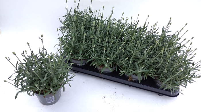 <h4>LAVAN AN AROMA BLUE</h4>