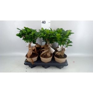 Ficus microcarpa 'Ginseng'