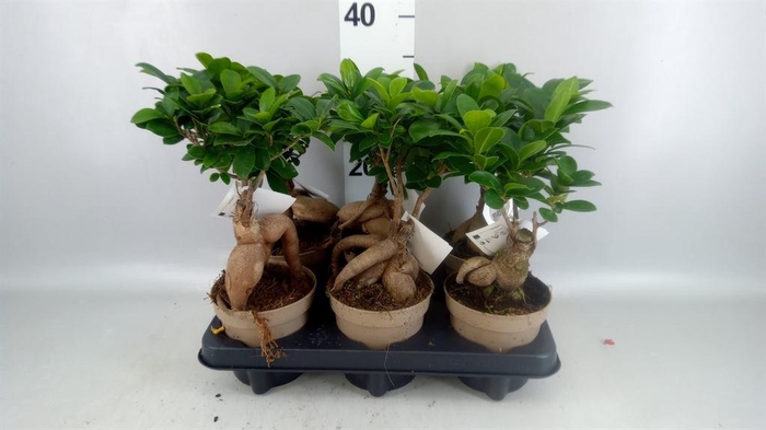 <h4>Ficus microcarpa 'Ginseng'</h4>