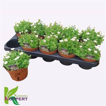 <h4>Saxif Ar Ic Pearl Wh</h4>