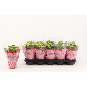 Kalanchoe Double, Catchy Season Yellow