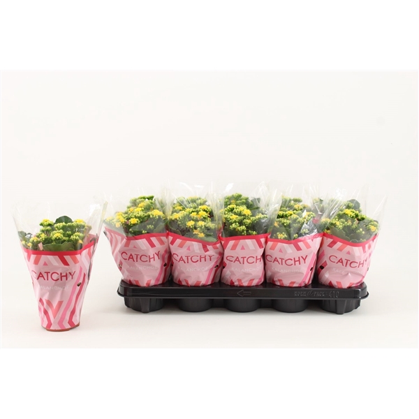 <h4>Kalanchoe Double, Catchy Season Yellow</h4>