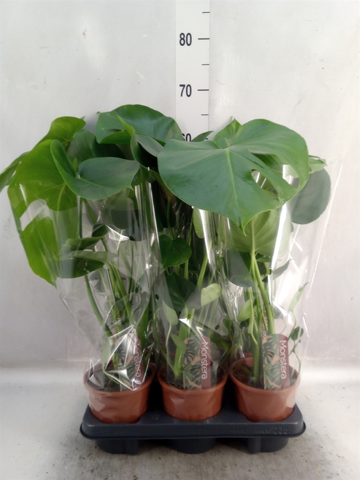 <h4>Monstera delic.</h4>