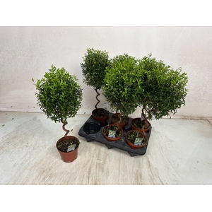 MYRTUS COM