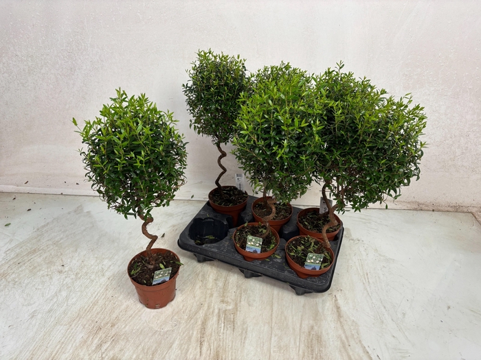 <h4>MYRTUS COM</h4>