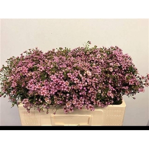 CHAME UN JUPITER SOL