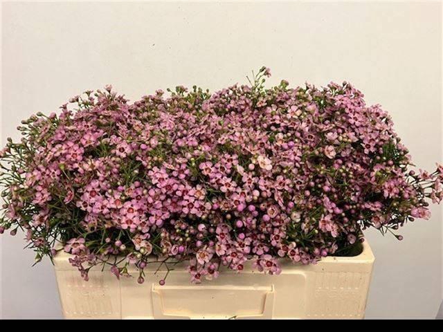 <h4>CHAME UN JUPITER SOL</h4>