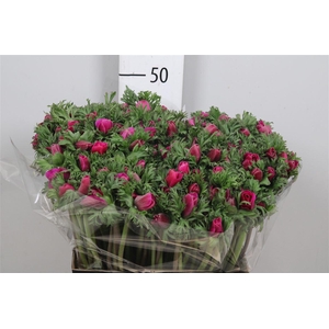 Anem Co Carmel Scarl