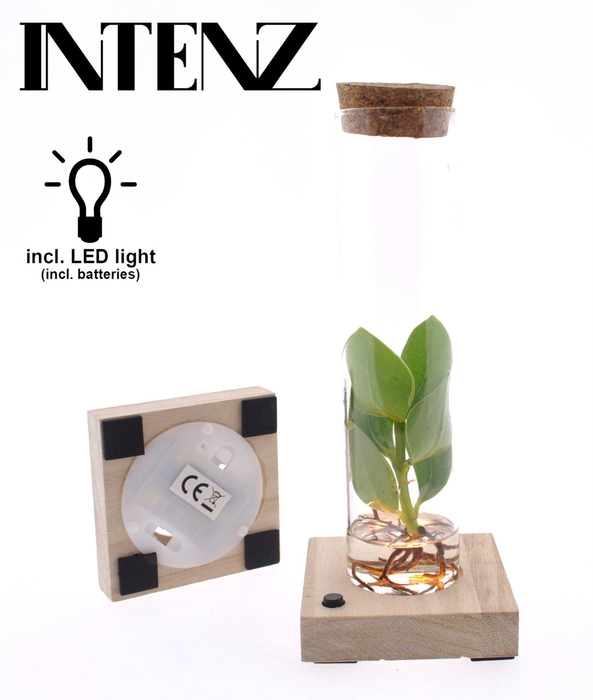 <h4>Clusia rosea Princess</h4>