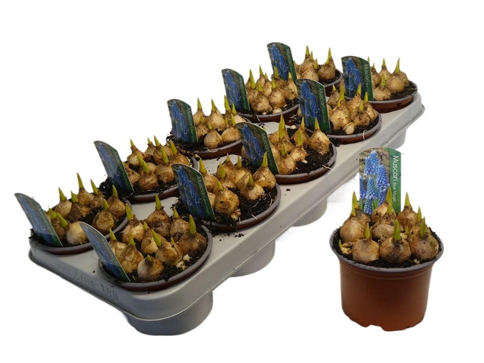<h4>Muscari Blue Magic</h4>