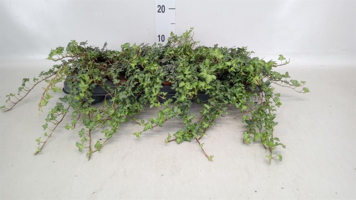 <h4>Hedera helix 'Spetchley'</h4>