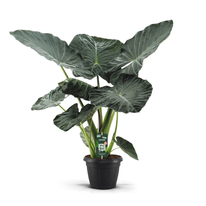 <h4>Alocasia Regal Shields Decopot</h4>