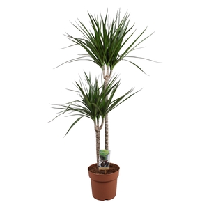 Dracaena Marginata 60-30