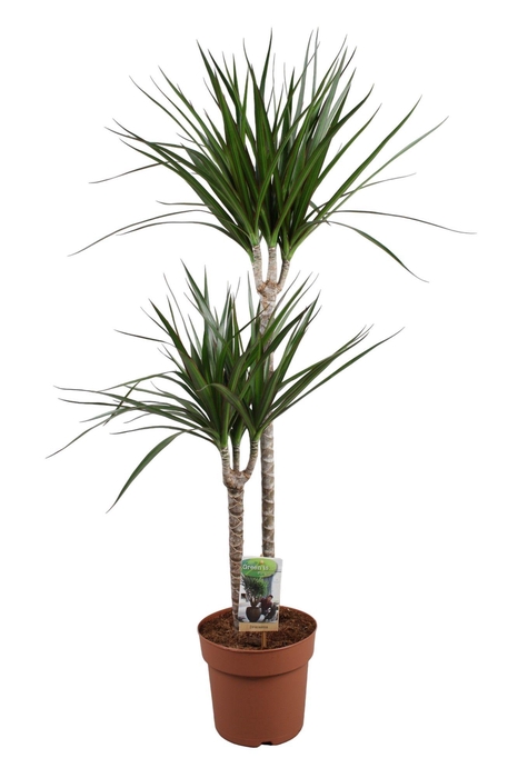 <h4>Dracaena Marginata 60-30</h4>