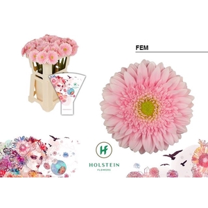 Gerbera Fem