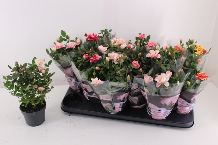 <h4>RO VICTORY GEM</h4>