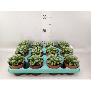 Haworthia retusa
