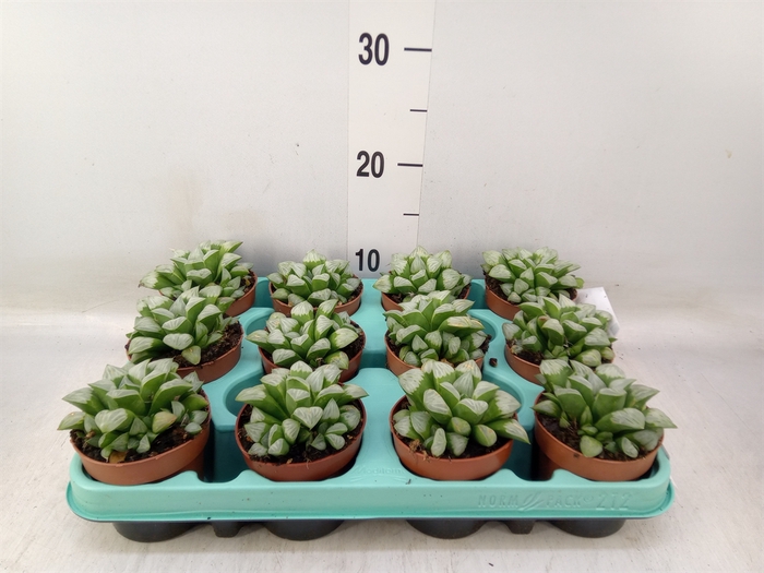 <h4>Haworthia retusa</h4>