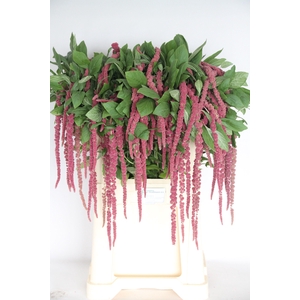 AMAR CA RED CORD