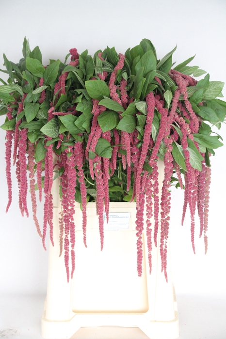 <h4>AMAR CA RED CORD</h4>