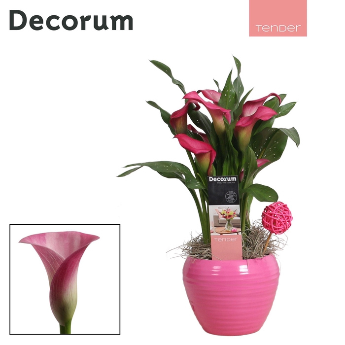 <h4>Zantedeschia (Calla) Roze in Ompot Melanie LOVE (Decorum)</h4>