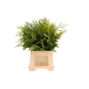 Conifeer Crippsii (4 Bos Per Emmer)