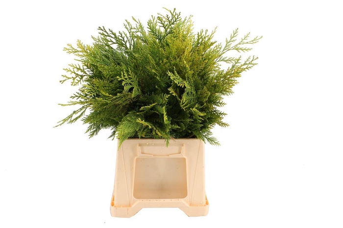 <h4>Conifeer Geel (5 Bos Per Emmer)</h4>