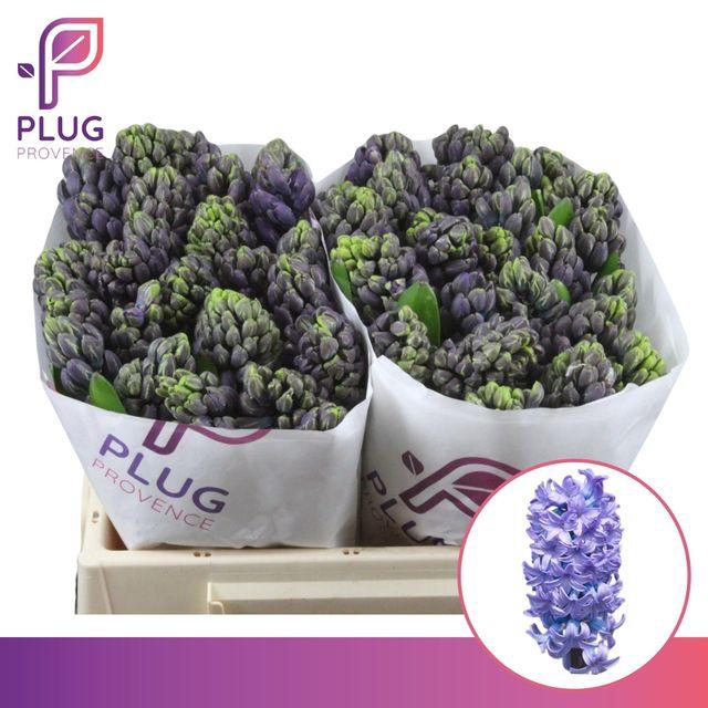 <h4>DELFTS BLAUW</h4>