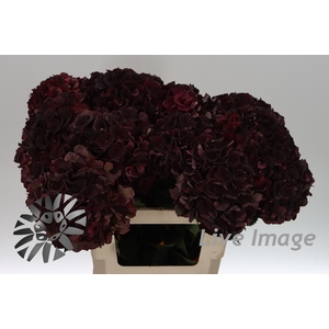 Hydrangea mag dark ruby classic