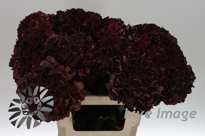 <h4>Hydrangea mag dark ruby classic</h4>