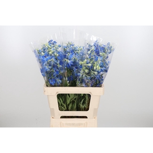 Delphinium Be Volkerfrieden