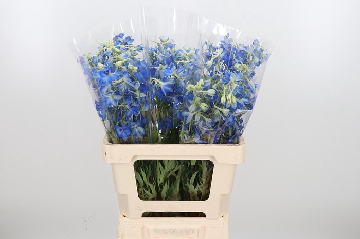 <h4>Delphinium Be Volkerfrieden</h4>