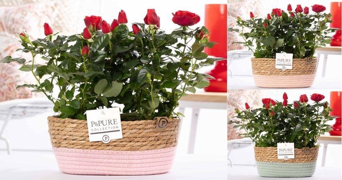 <h4>2x Rosa red in P&PURE Fieldbasket 7</h4>