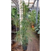 Ficus Alii
