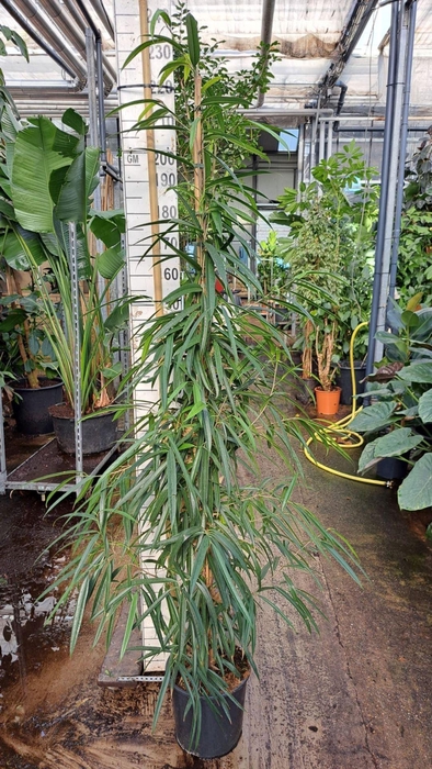Ficus Alii