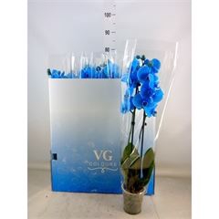<h4>Phalaenopsis   ...</h4>