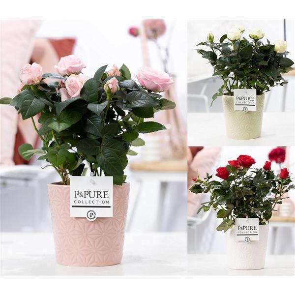 <h4>Rosa gemengd in P&PURE Juliette ceramics ass. 3</h4>
