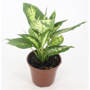 DIEFFENBACHIA VARIADO P15