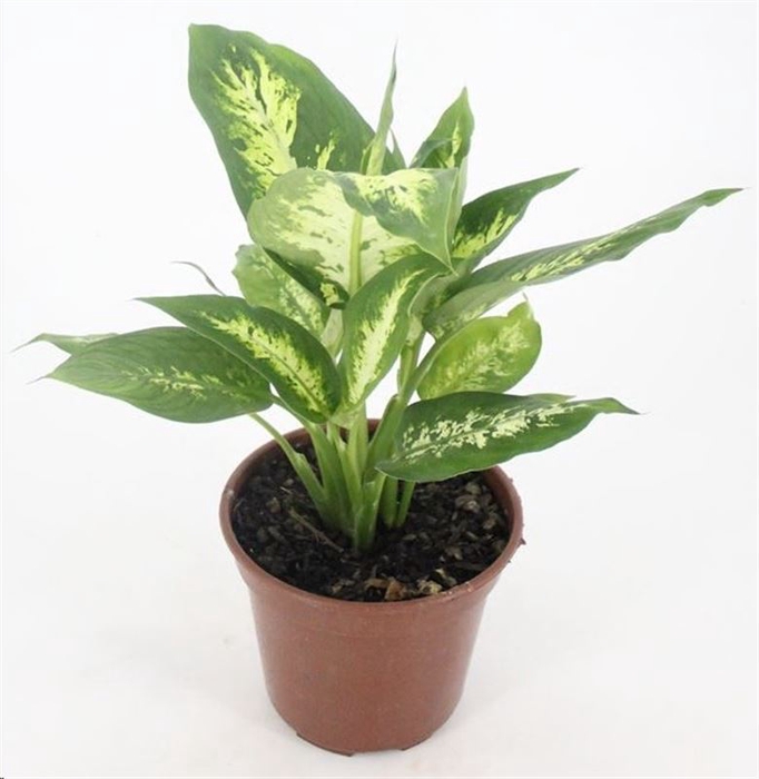 <h4>DIEFFENBACHIA VARIADO P15</h4>
