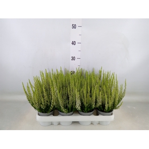 Calluna vulg. 'Beauty L Verenka'