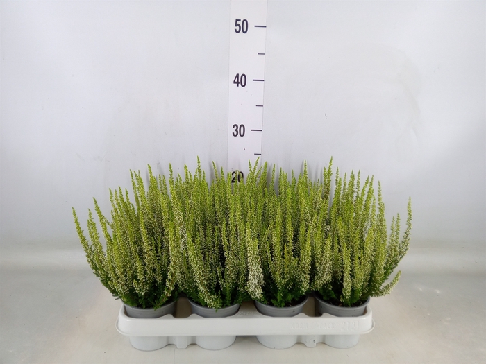 <h4>Calluna vulg. 'Beauty L Verenka'</h4>