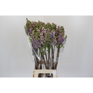 Syringa vulgaris 'Michel Buchner'